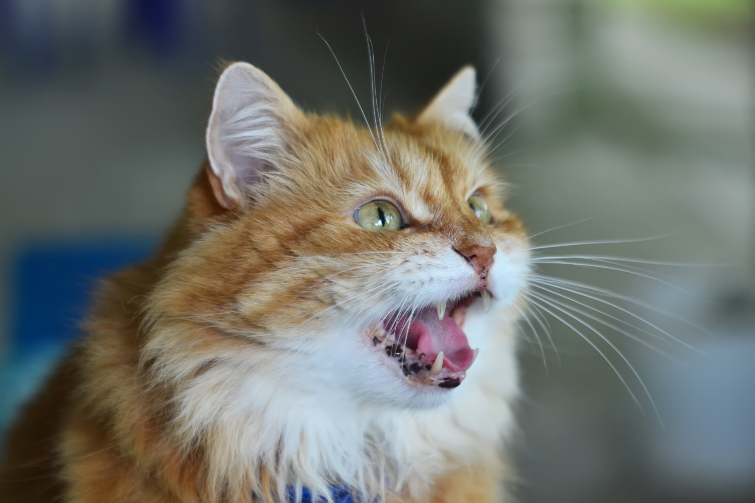 Cat Meowing in 'Silent Mode' Sees Internet in Stitches - Newsweek