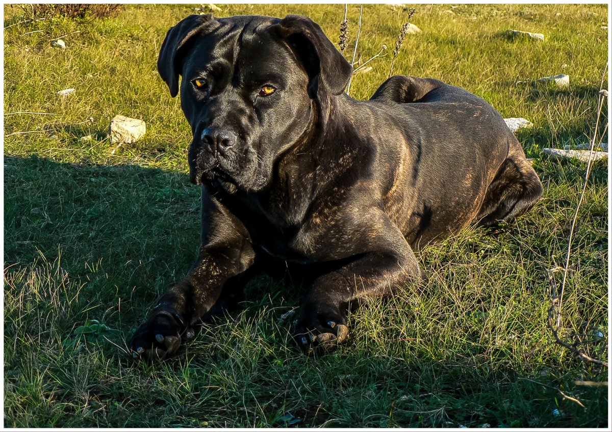 Cane Corso Mauls Owner's Baby As Police Issue 'Innate Instinct' Warning ...