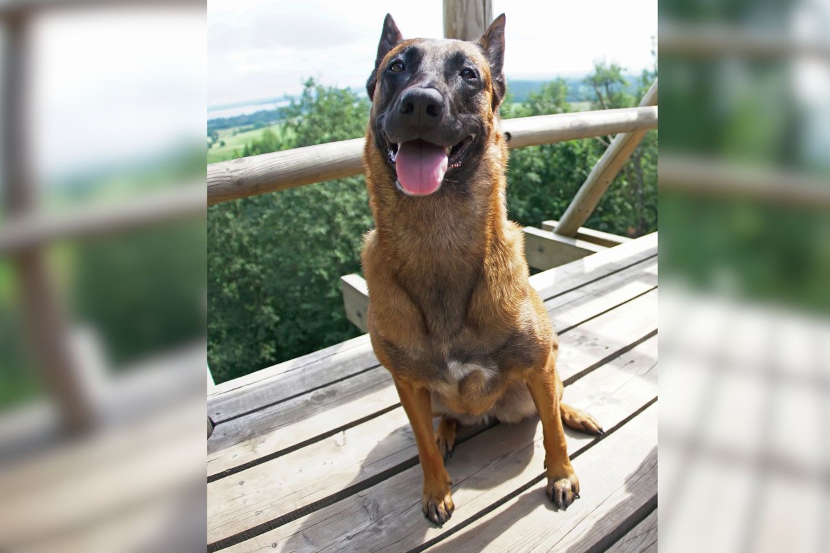 Belgian Malinois smiling at camera