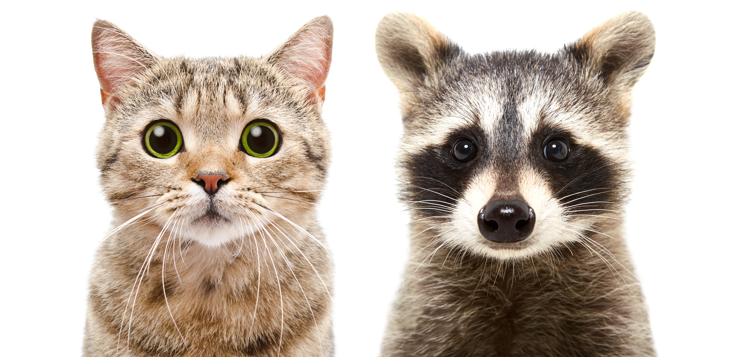 Can a raccoon hot sale impregnate a cat