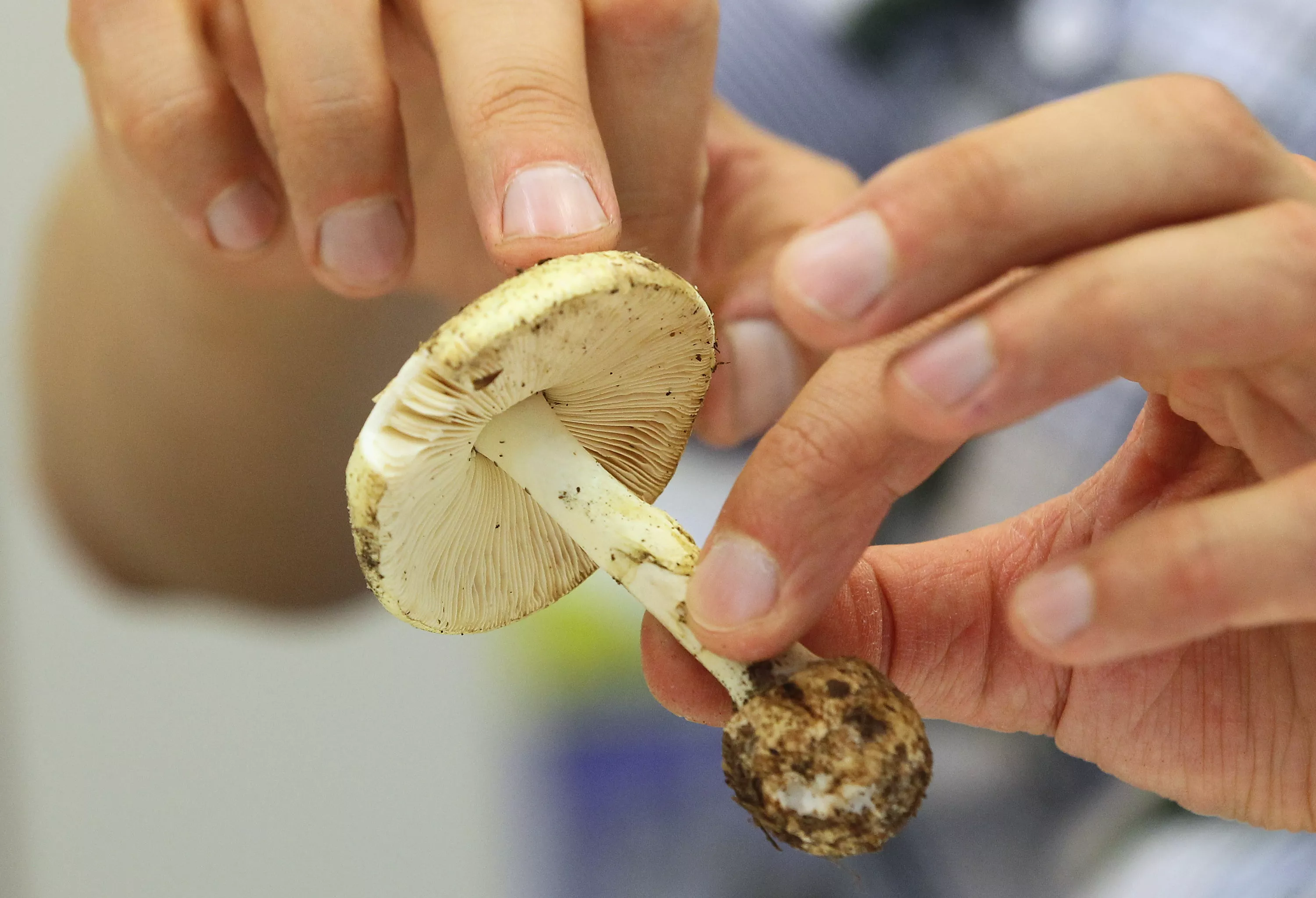 Poisonous Mushrooms, Mold, Mothballs—18 Common Fall Dangers for Dogs - Vimarsana News