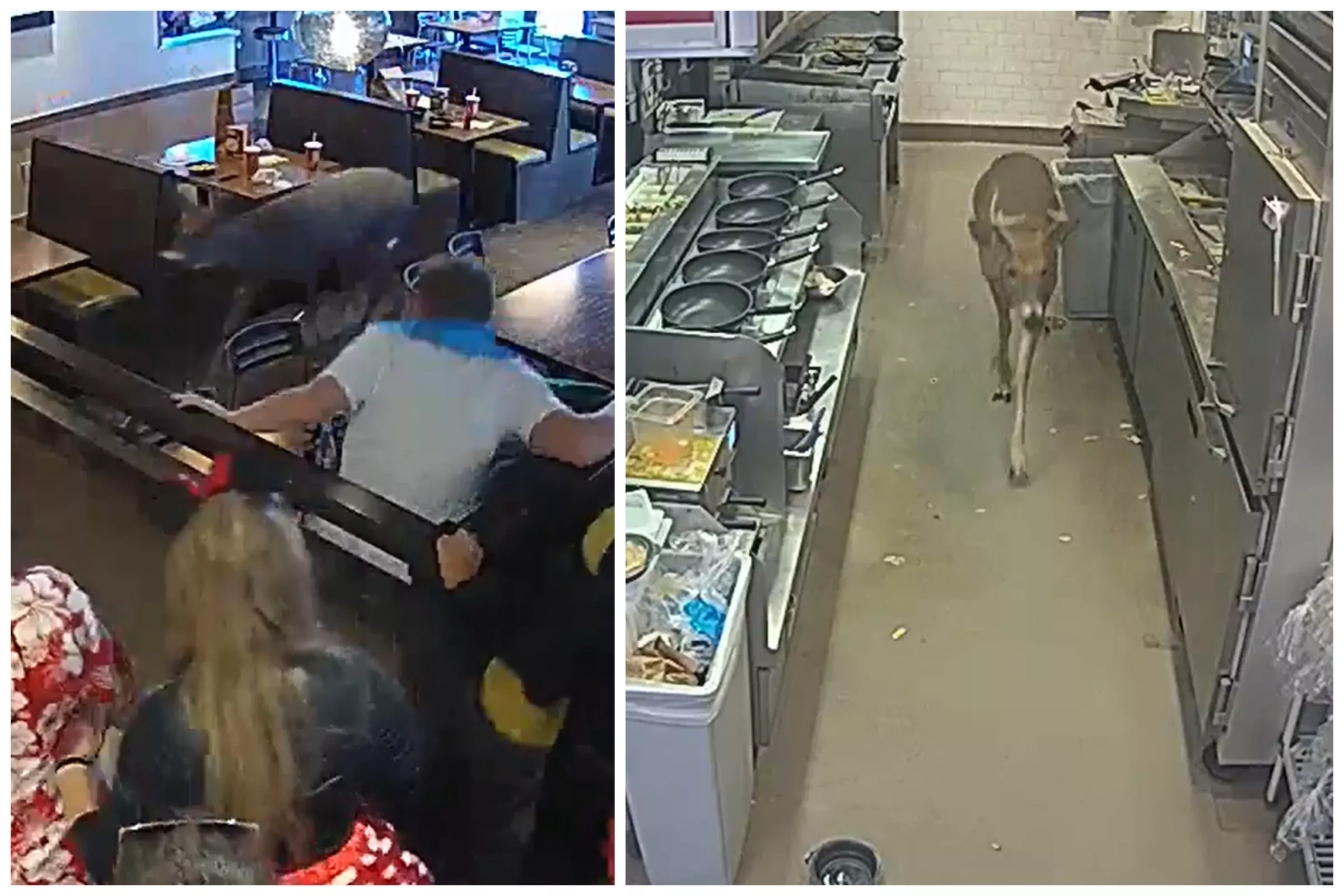 Deer Causes Chaos Inside Busy Wisconsin Noodle Restaurant, Caught on Camera - Vimarsana News
