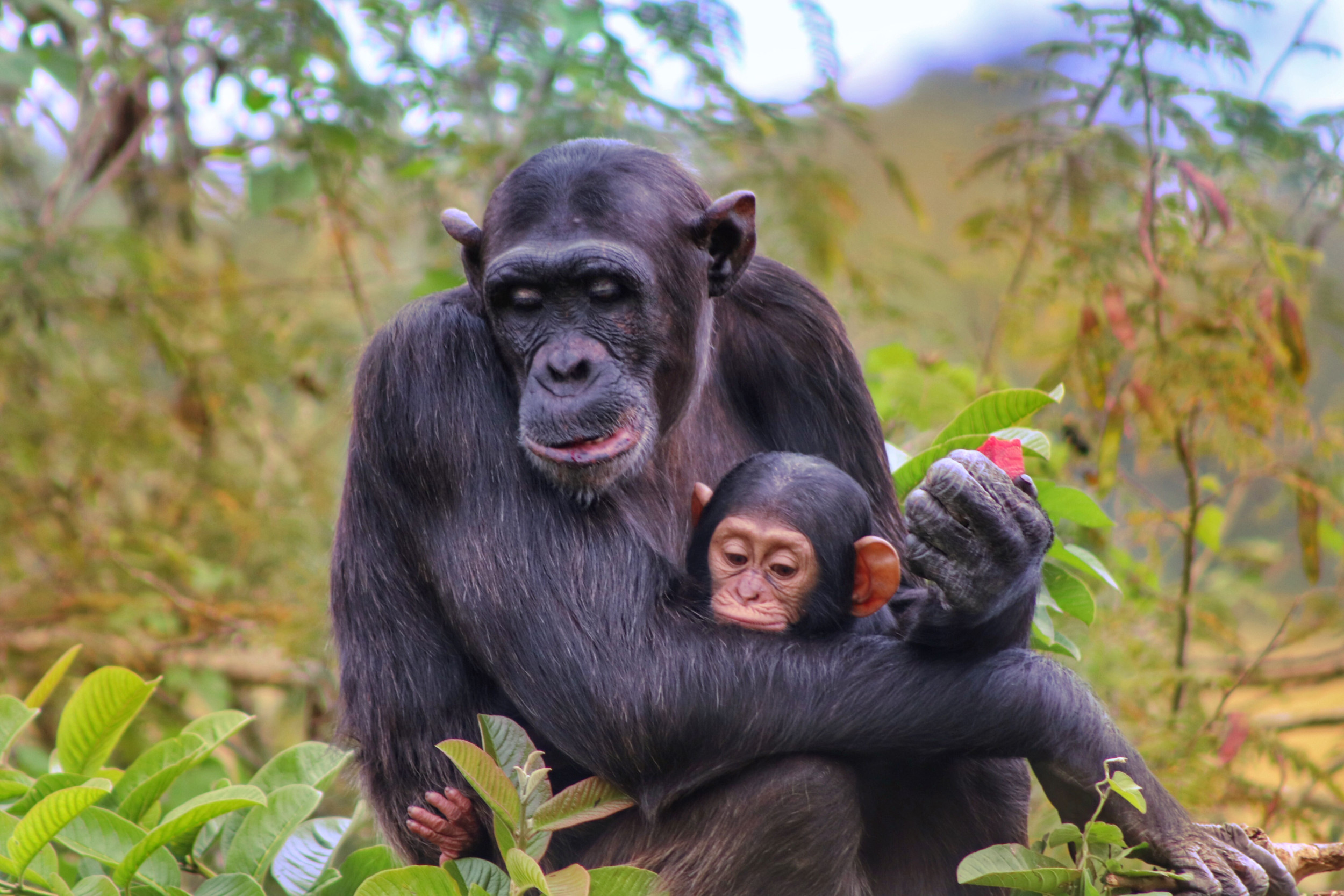 Chimpanzee Menopause Could Unravel Human Evolution Mystery - Newsweek