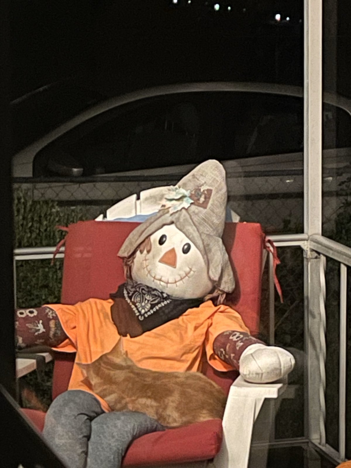 The cat on the porch