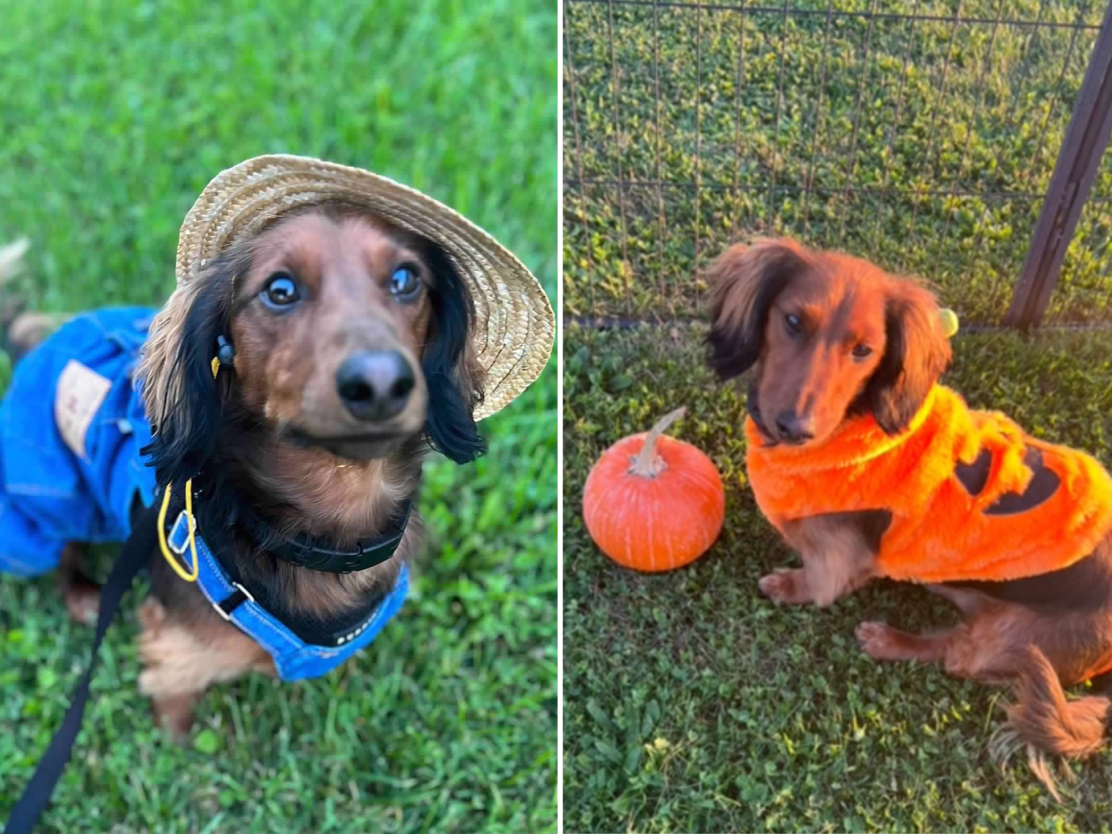 Halloween costumes for miniature dachshunds deals