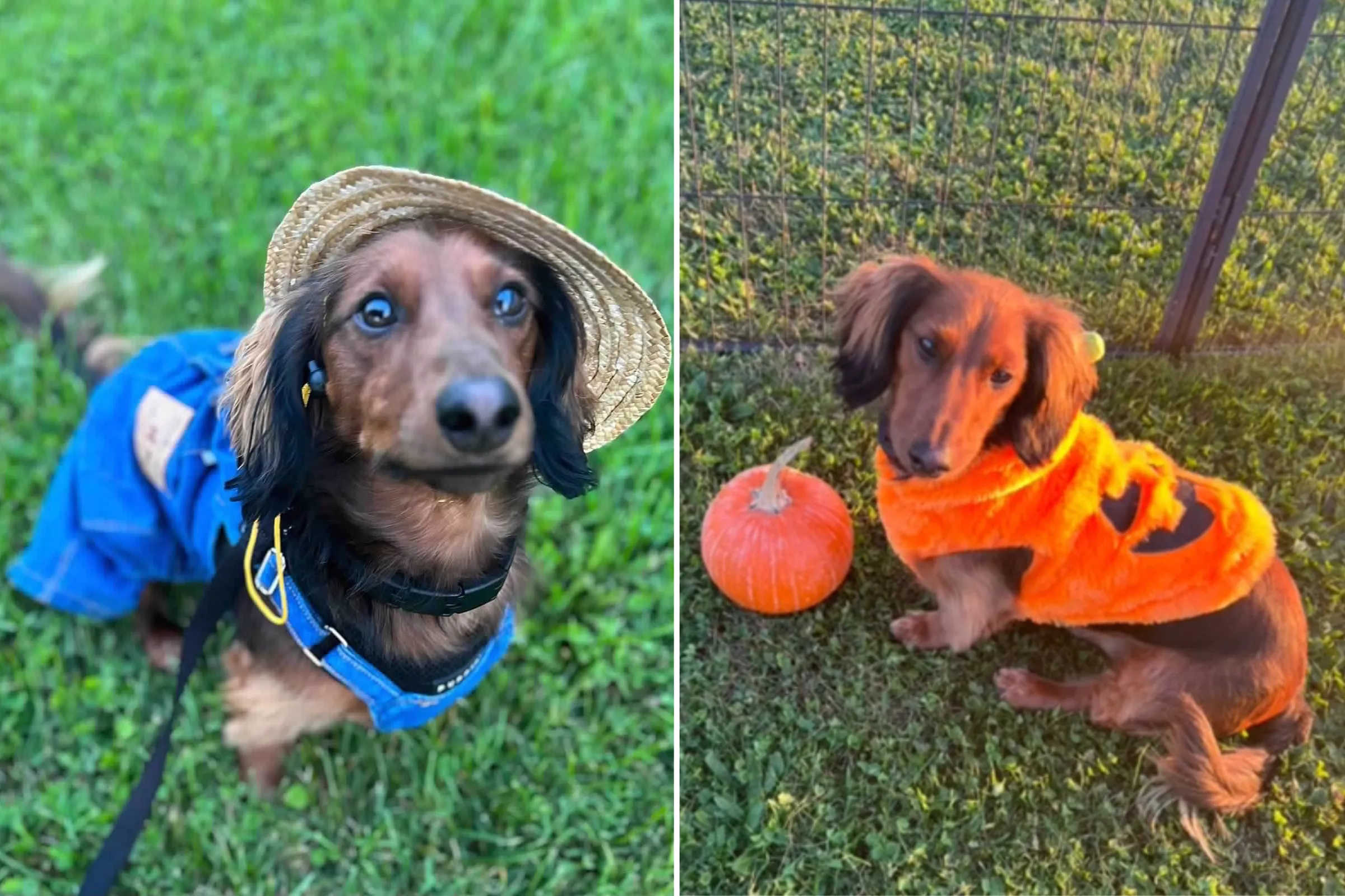 Dachshund With Amazing Collection of Halloween Outfits Wins Pet of the Week - Vimarsana News