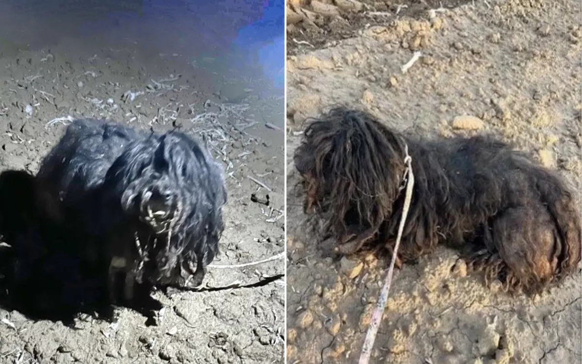 Senior Poodle Who Suffered Total Abandonment Transformed With Love - Vimarsana News