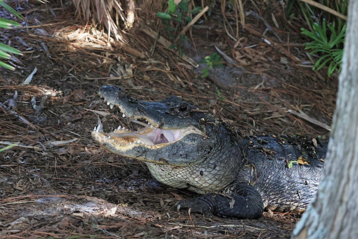 Florida alligator