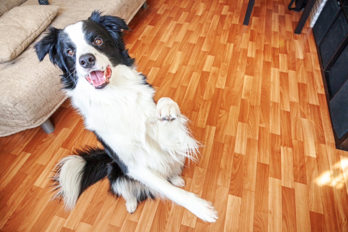 Hindlegs