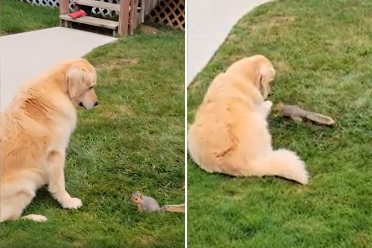 Golden retriever and squirrel