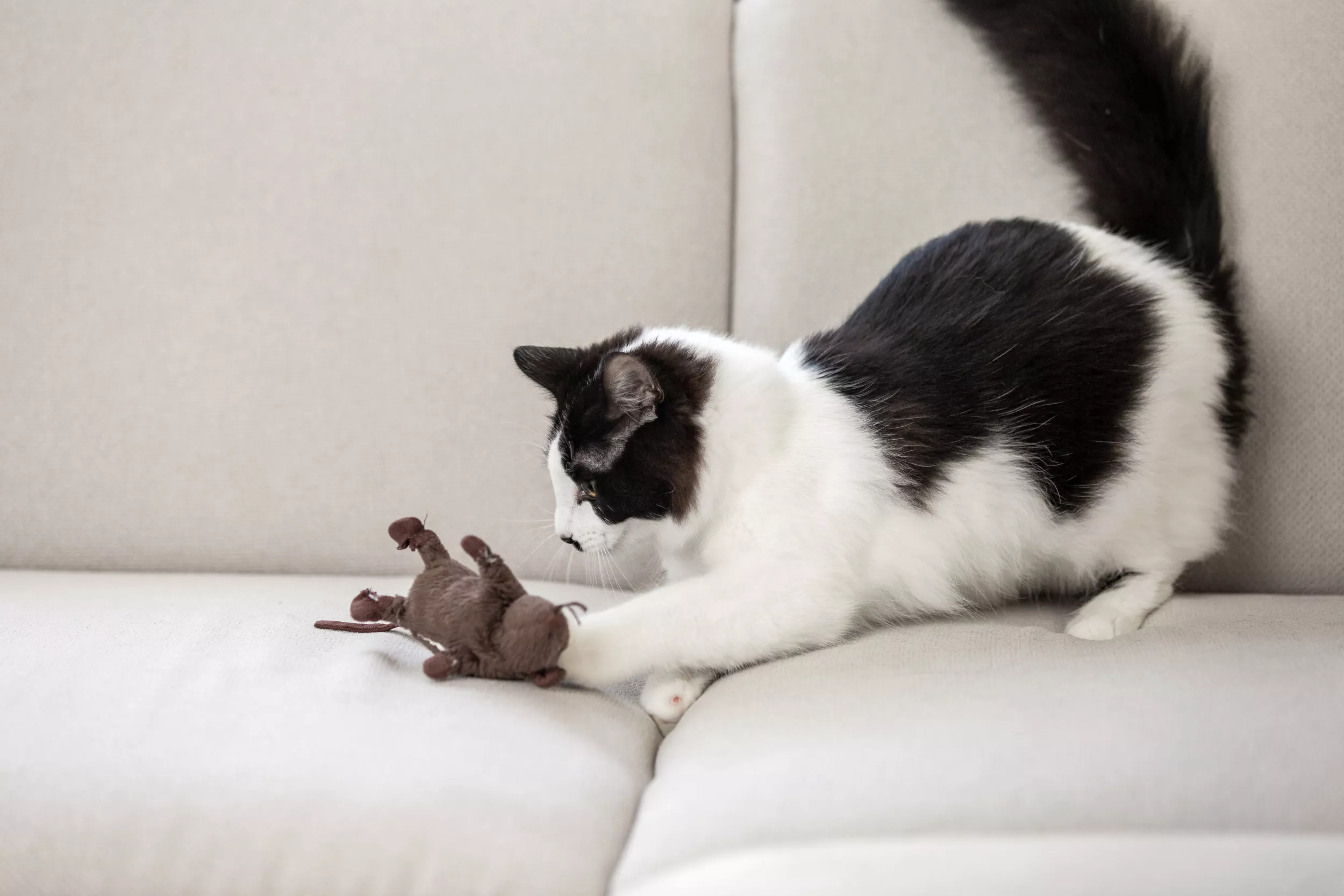 Laughter as Cat Keeps 'Tight Surveillance' on Favorite Toy After Losing It - Vimarsana News