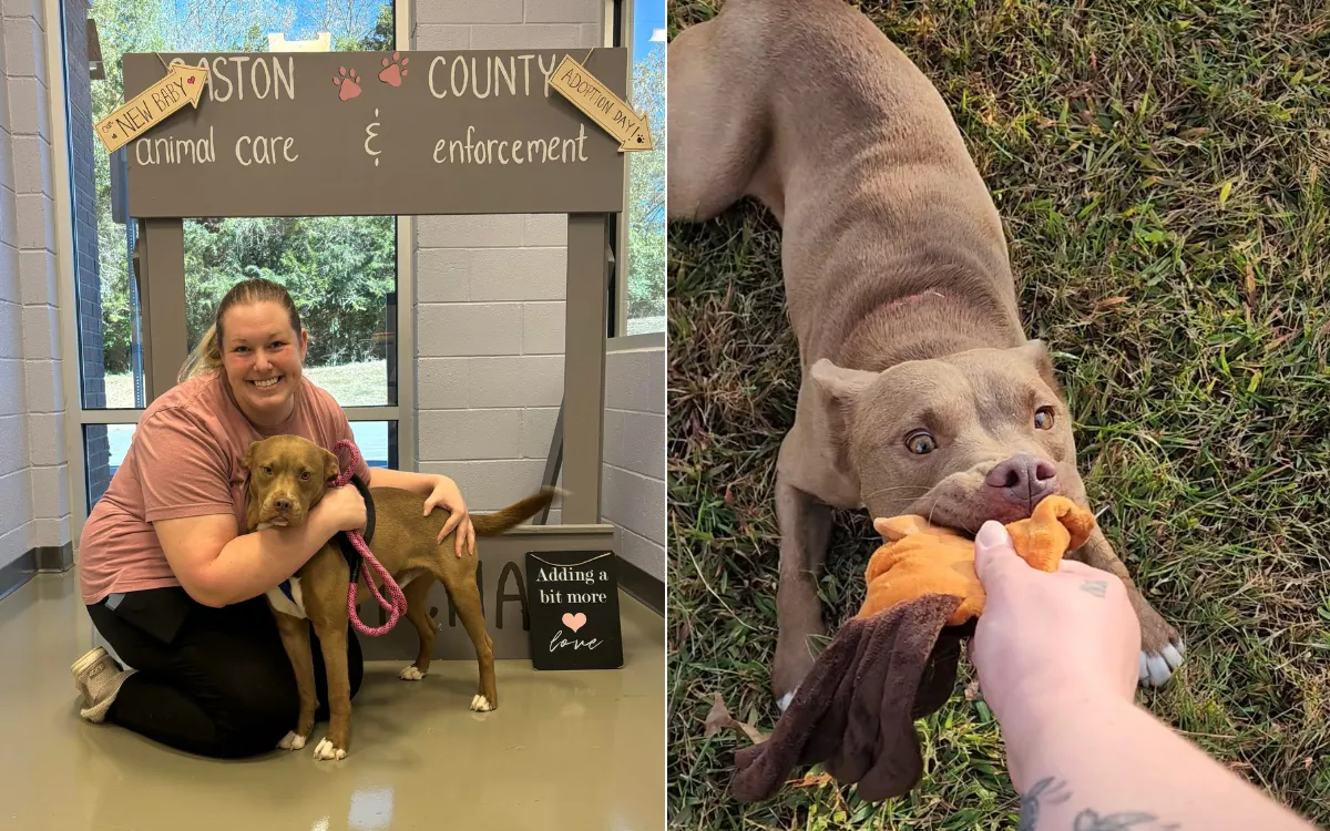 Rescue Dog Heartbroken After Visitors Never Turned Up Finds Forever Home - Vimarsana News