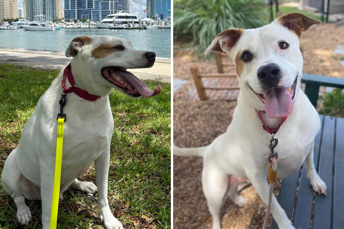 The dog was adopted and then returned