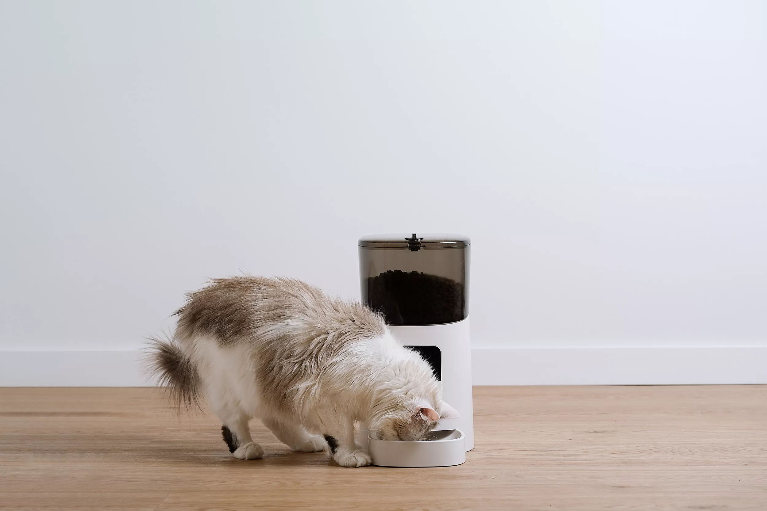 Laughter as Owner Discovers How Cat Was Stealing Food: 'Caught in the Act' - Vimarsana News