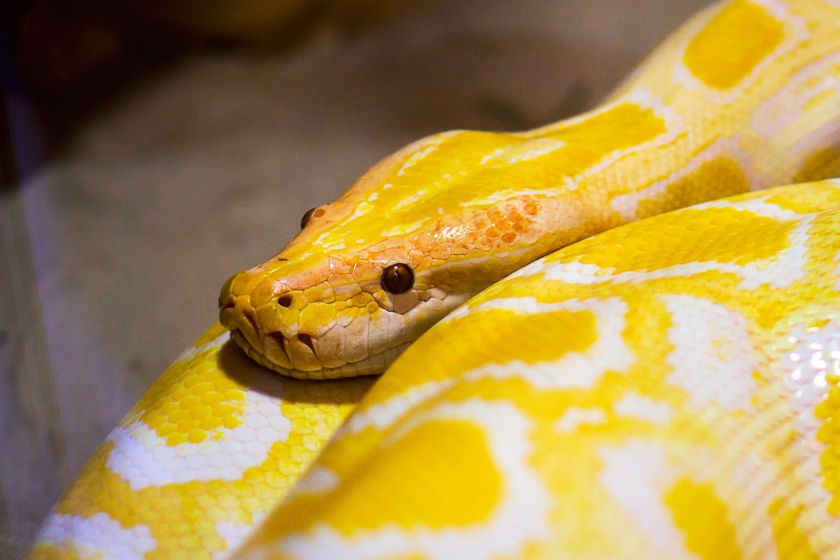 Albino reticulated python