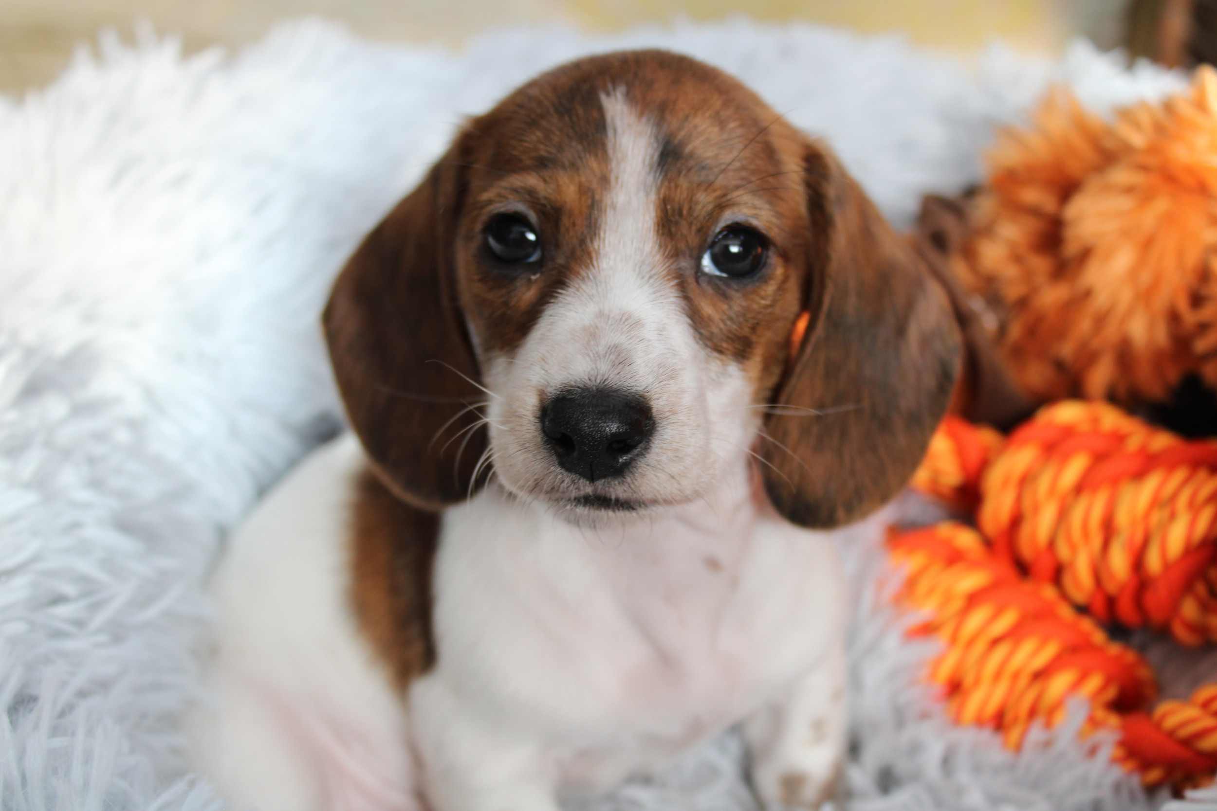 Finding the Perfect Dachshund Breeder A Comprehensive Guide