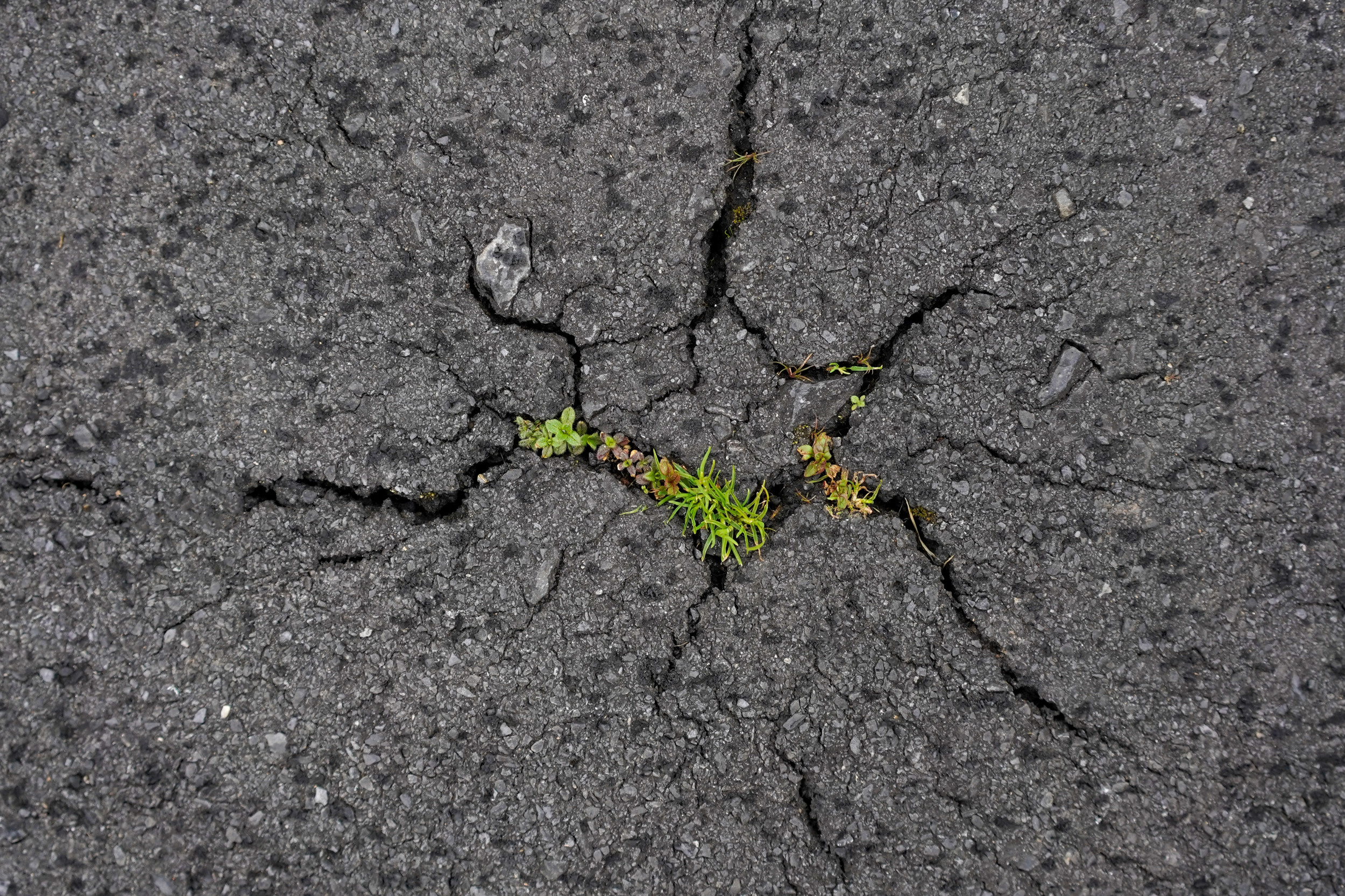 Flower Thought to Be Extinct Suddenly Found Growing in Road