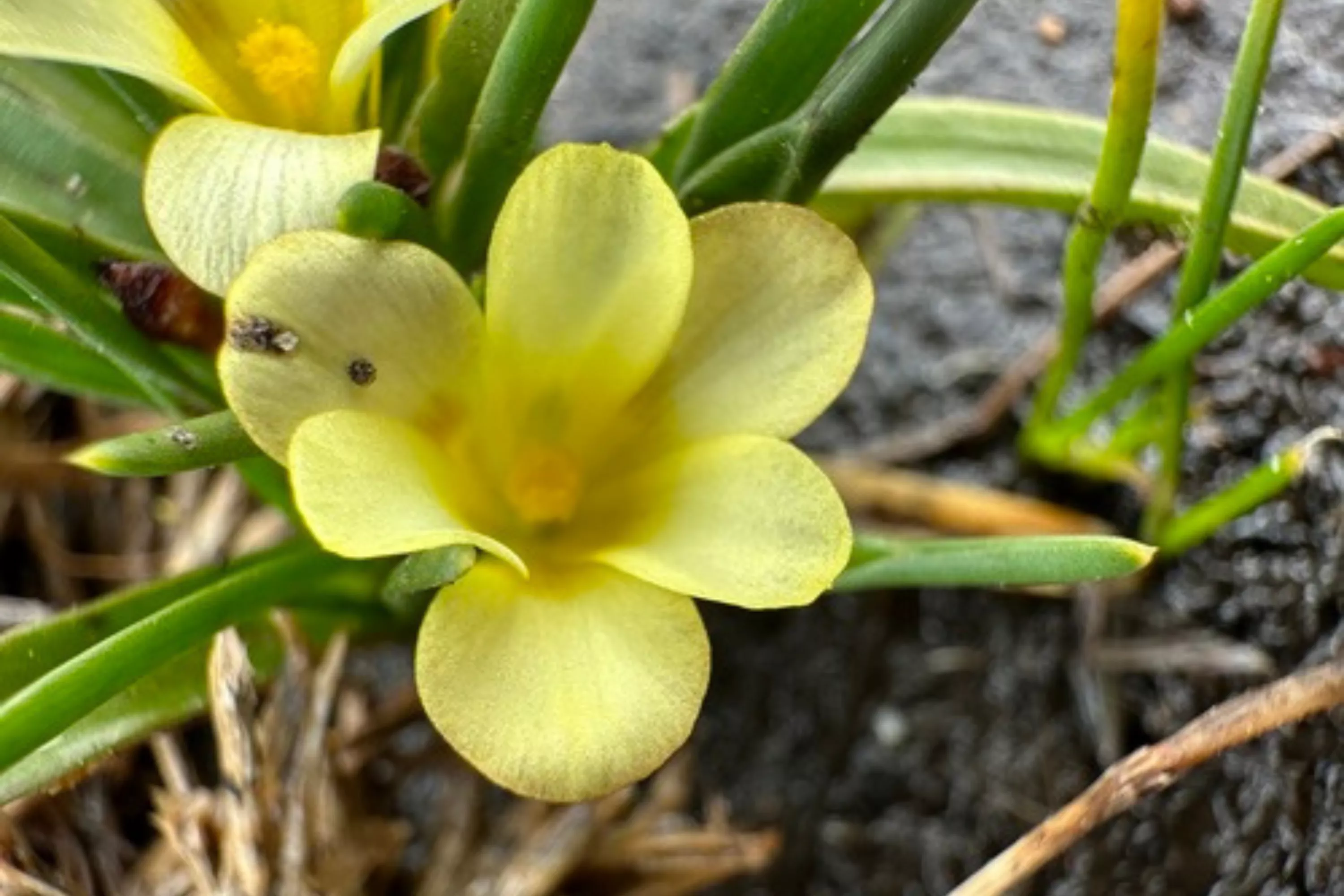 Flower Thought to Be Extinct Suddenly Found Growing in Road - Vimarsana News