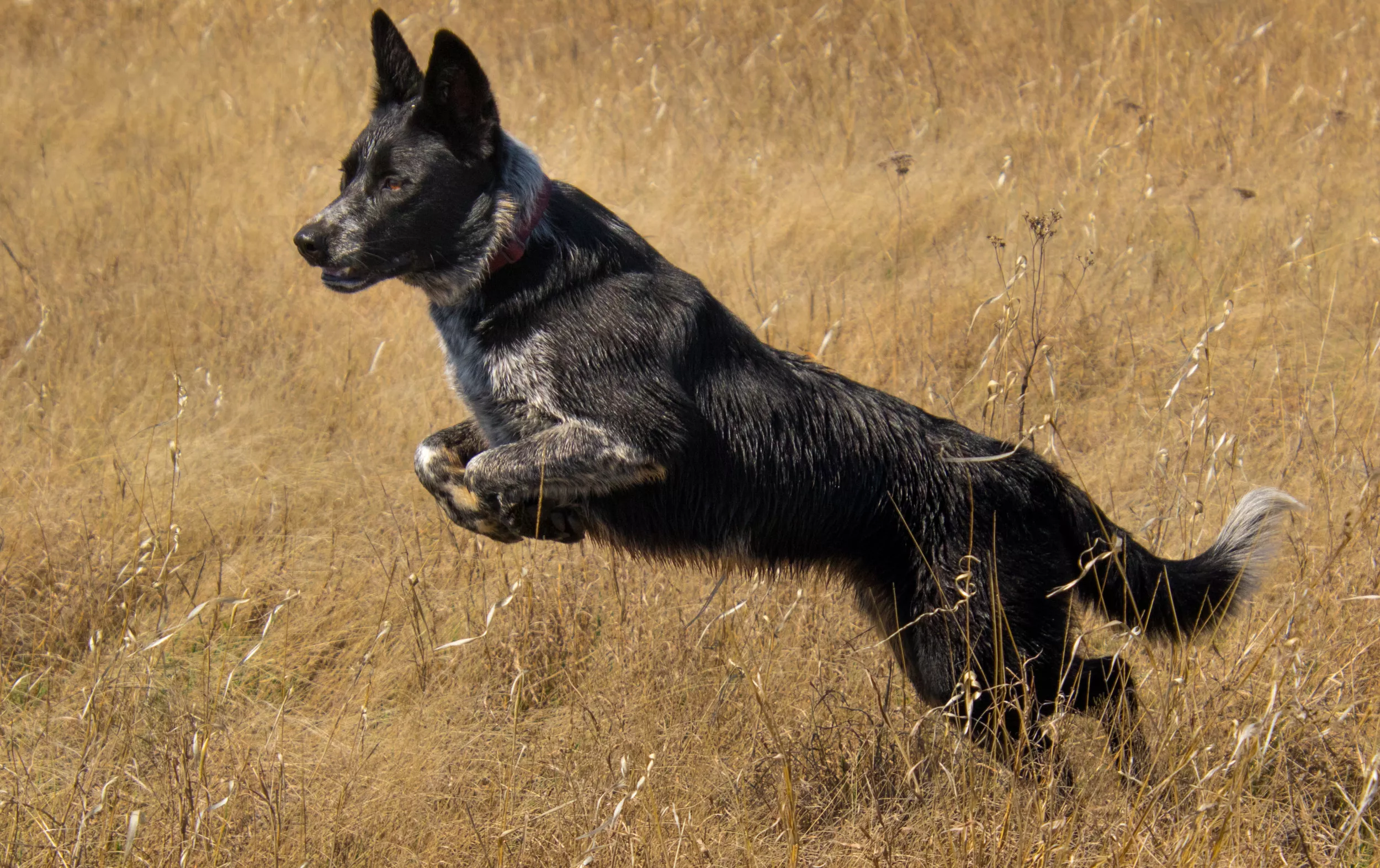 australian-kelpie-jumping.webp?w=1600&h=900&q=88&f ...