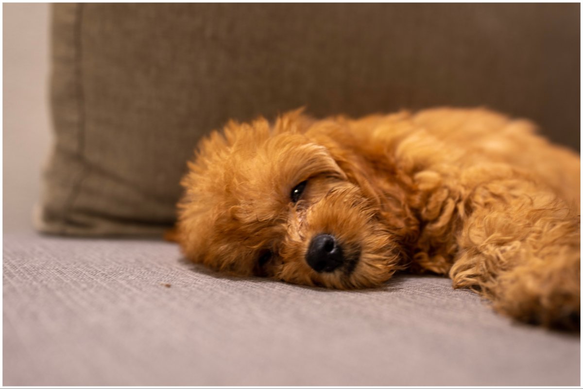 a Goldendoodle resting on a sofa