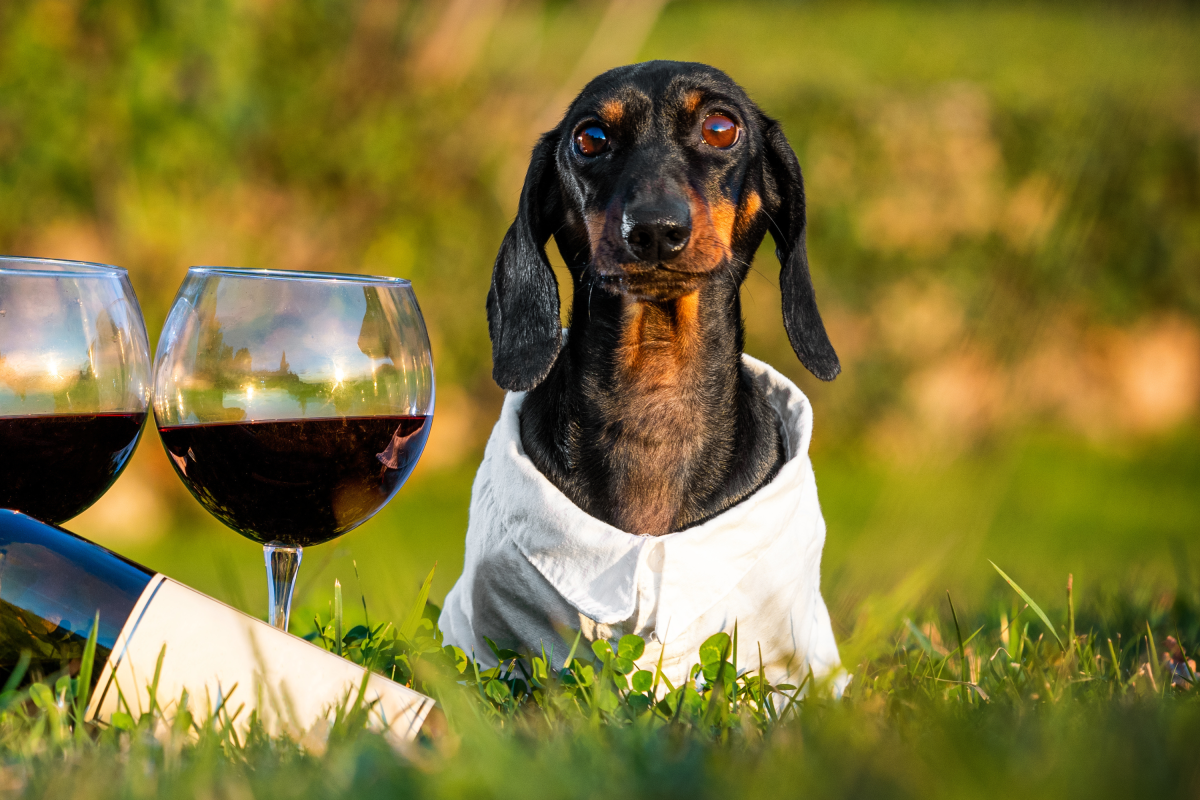 Dog wine