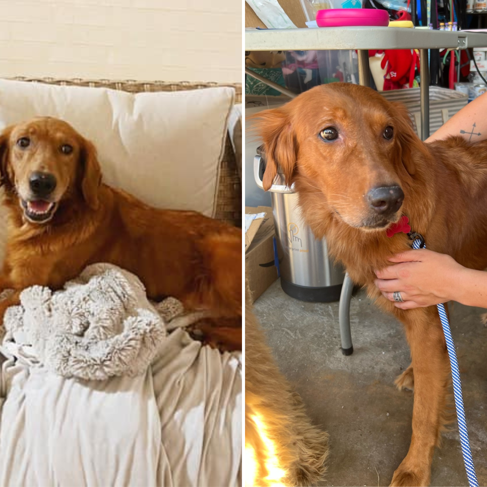 Adopt senior golden deals retriever