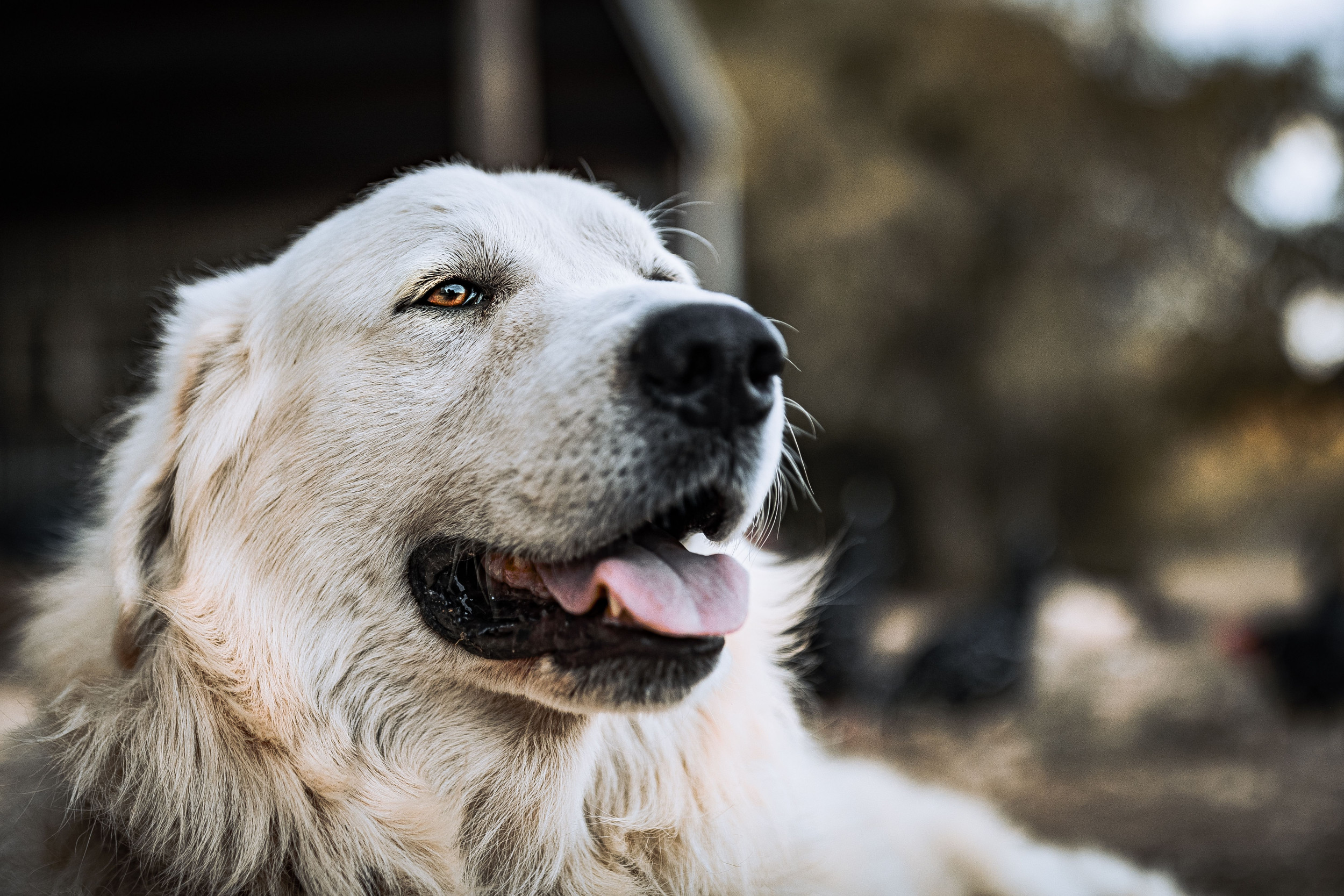 Angry great hot sale pyrenees