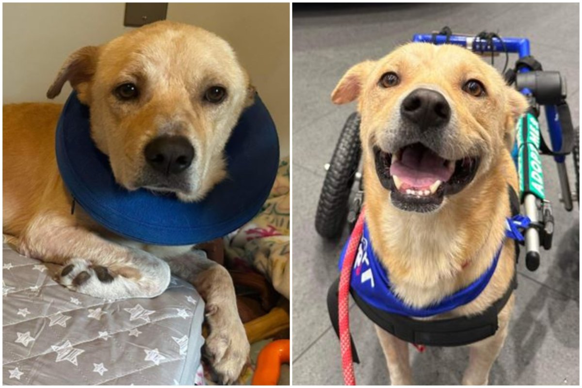 A split image of Buster