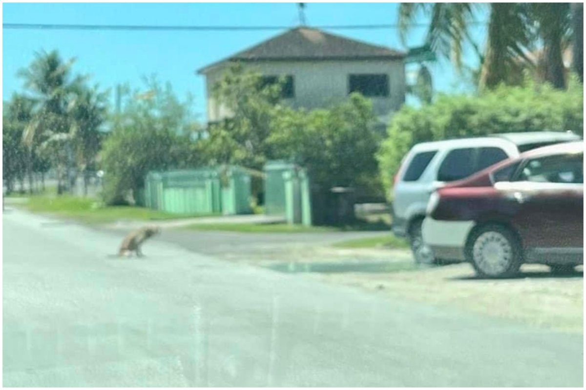 A photo fo Buster in the Bahamas