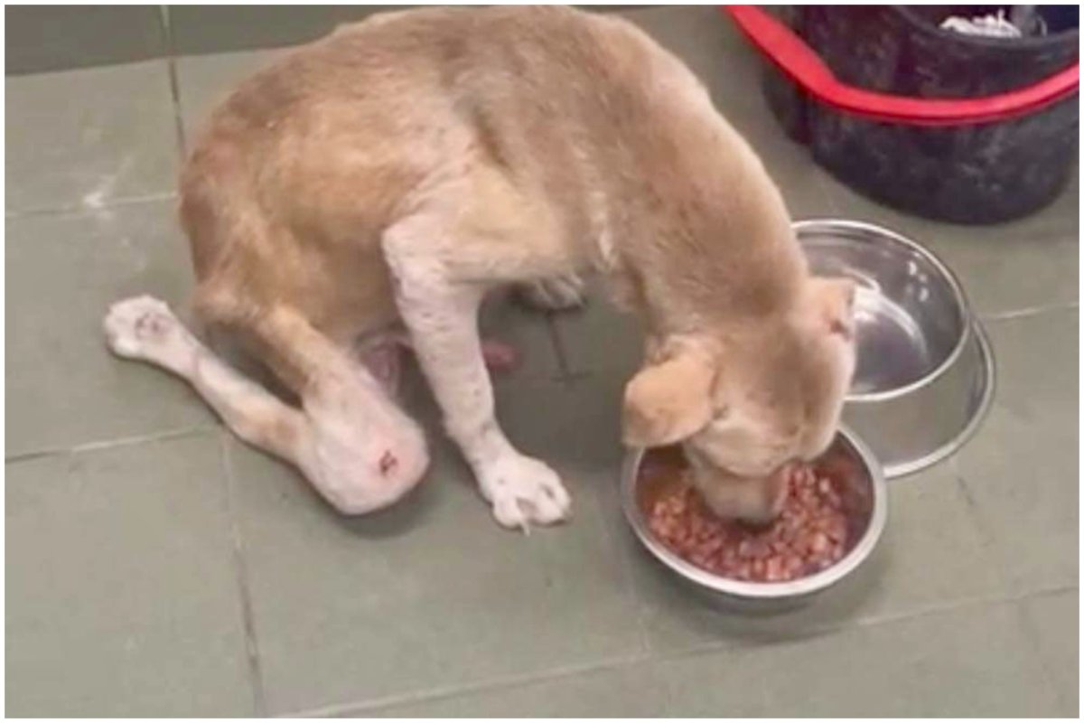 A photo of Buster eating