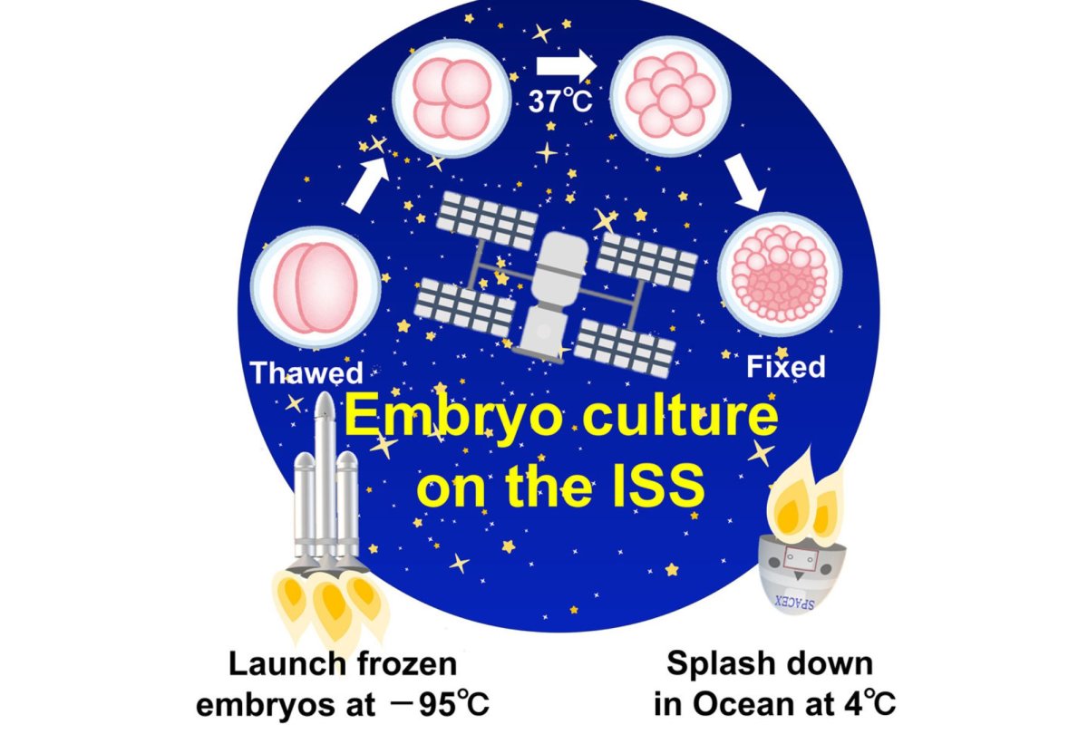 embryo journey