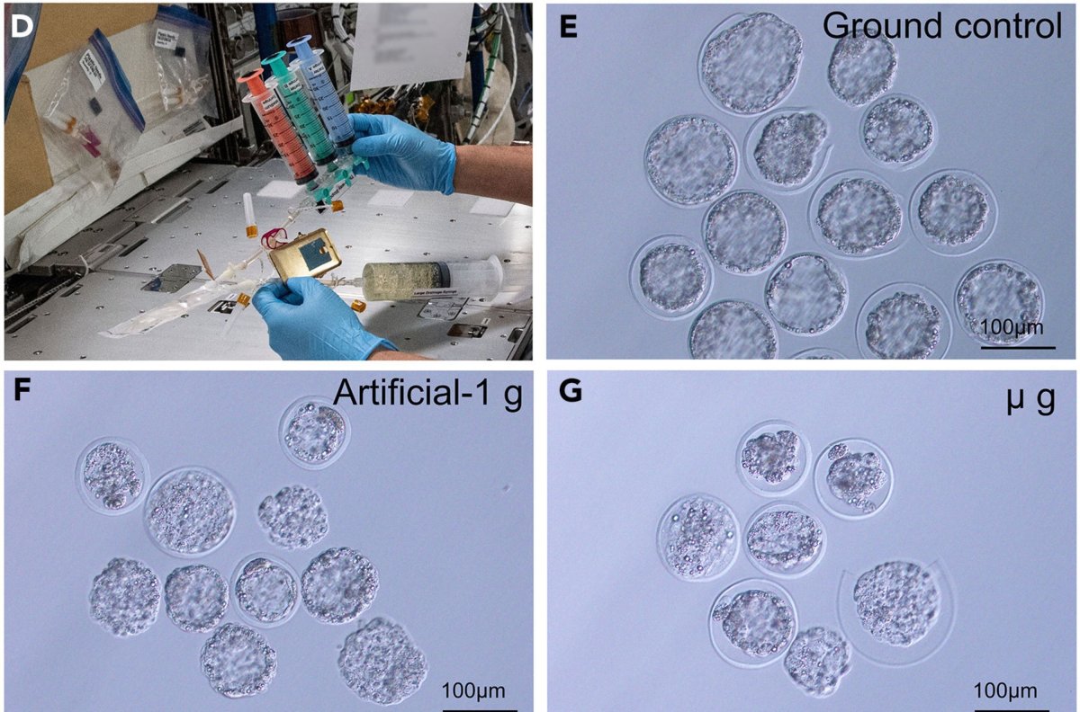 embryos