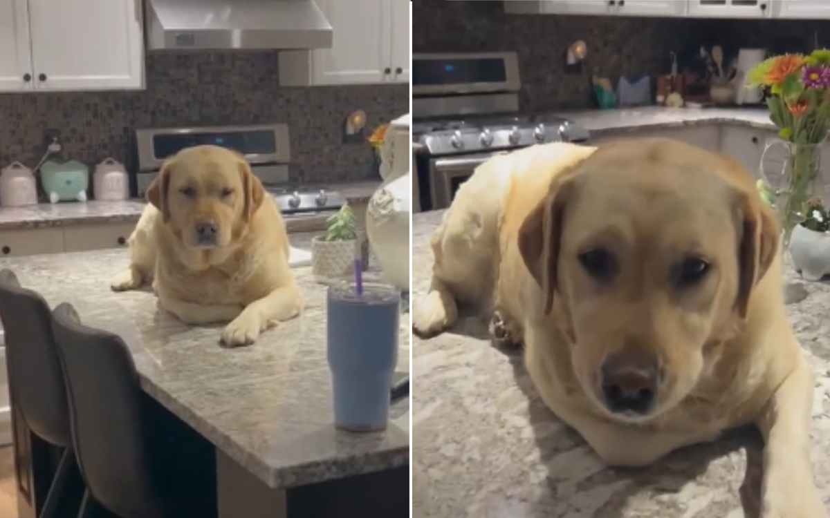 Labrador Retriever 'Unfazed' After Being Caught In Compromising