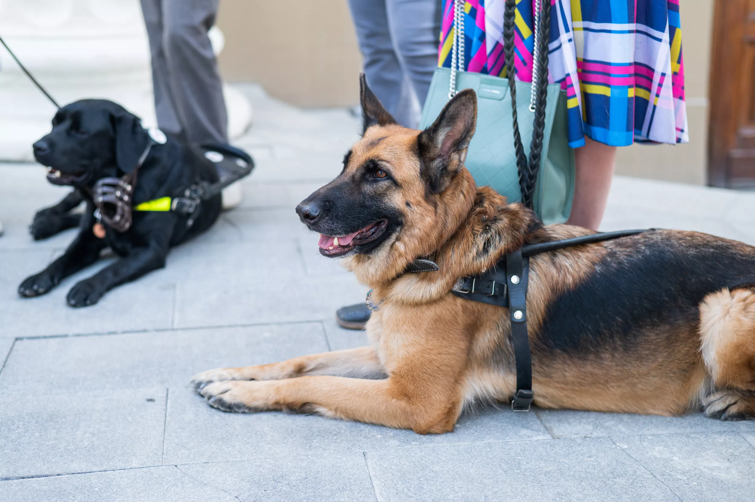 Hearts Melt as Service Dog 'Falls in Love' With the K9 Next Door - Vimarsana News