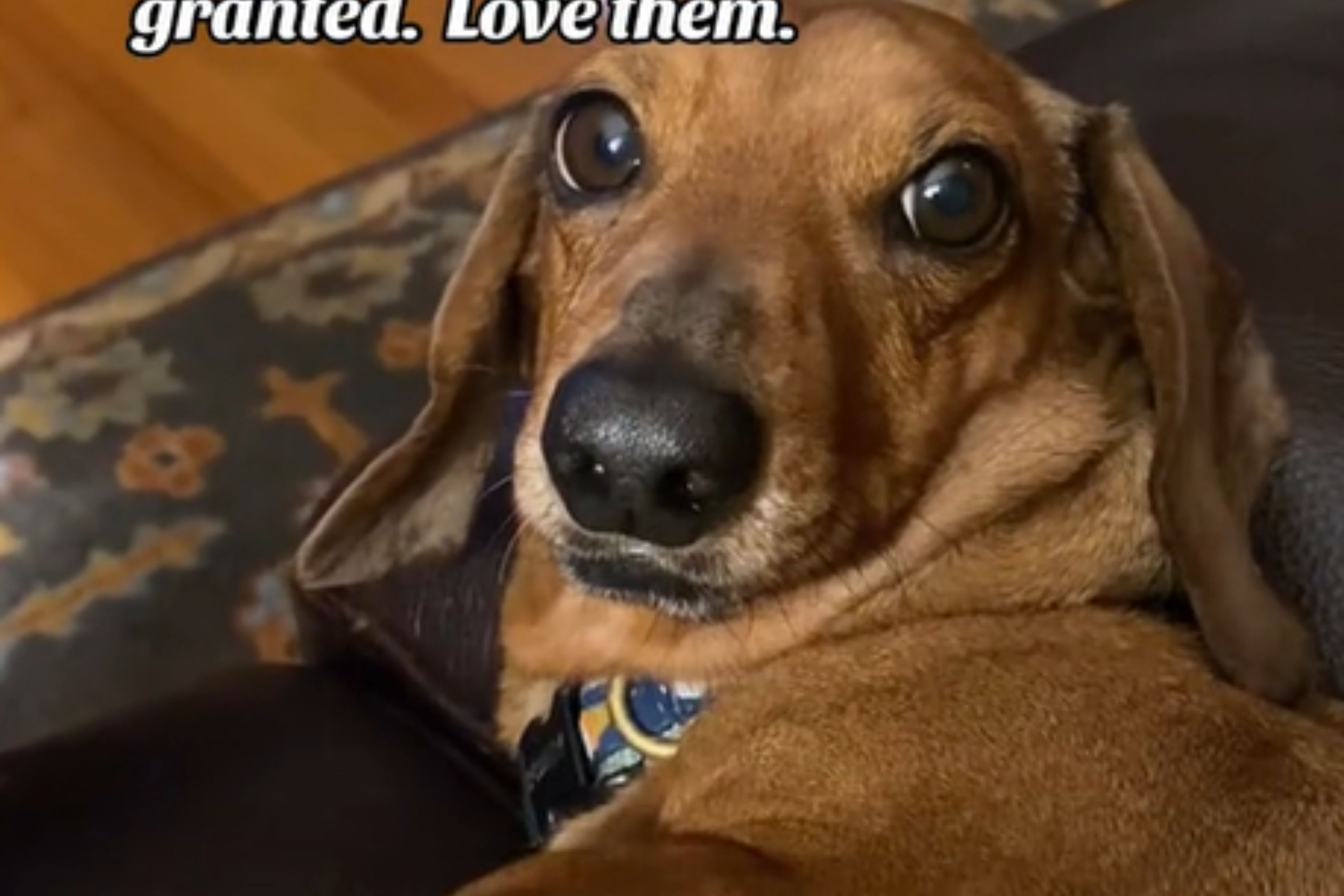 https://d.newsweek.com/en/full/2301674/dachshund-video-screenshot.jpg