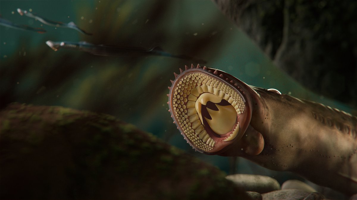 Lamprey