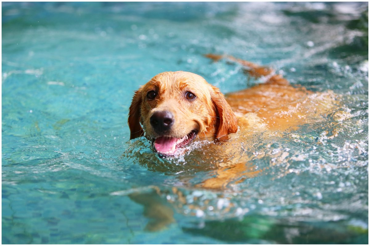 Labrador swimming in a pool