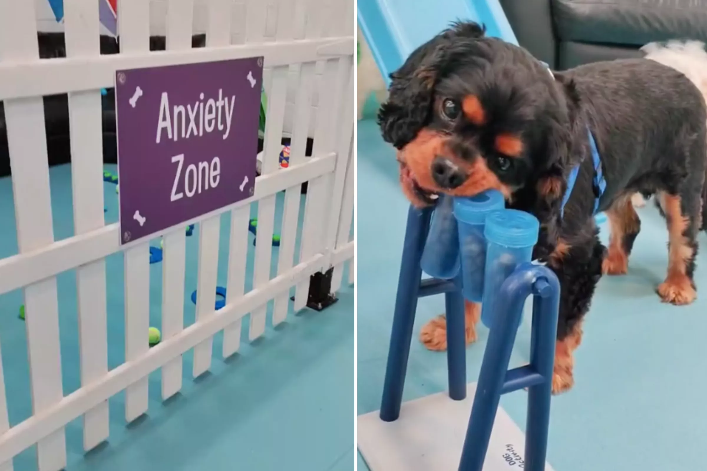 Doggy Day Care Introduces Anxiety Zone so Nervous Puppies Can 'Make Friends' - Vimarsana News