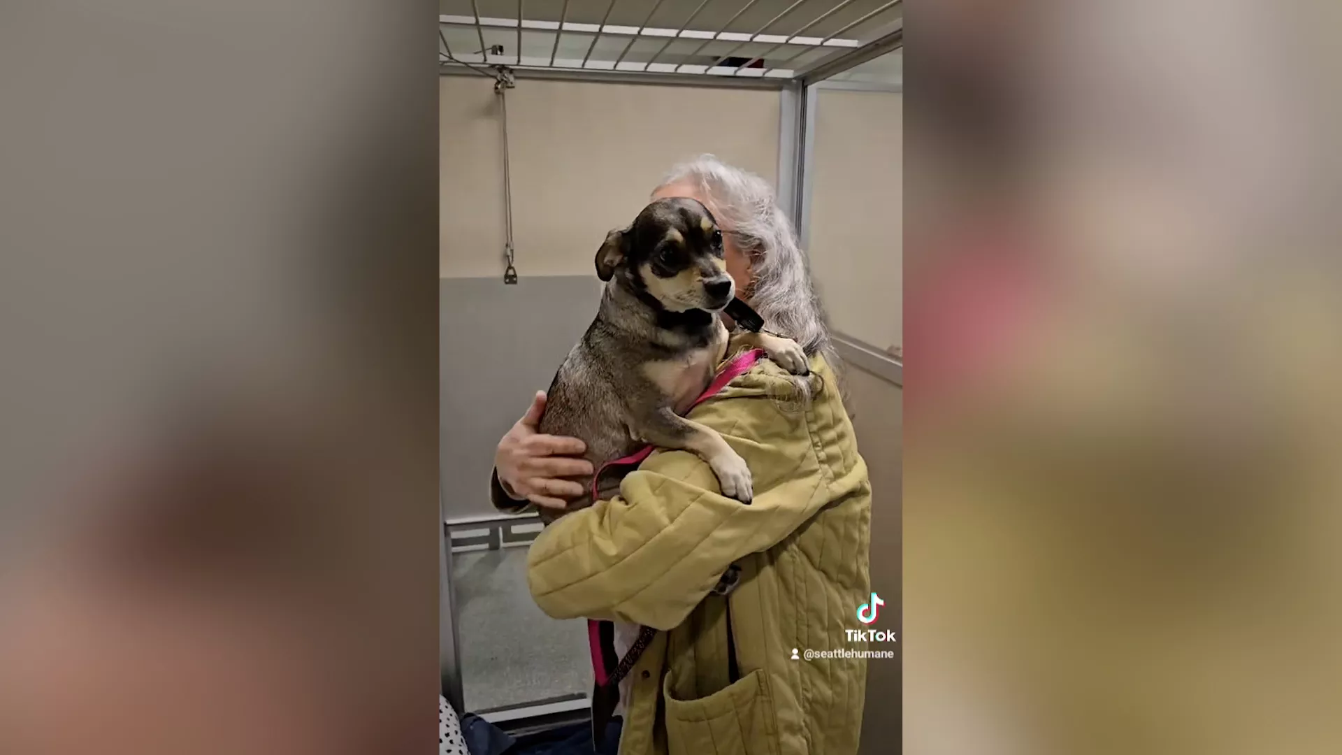 Dog Surrendered To Shelter After 11 Years With Family Finds Forever Home - Vimarsana News