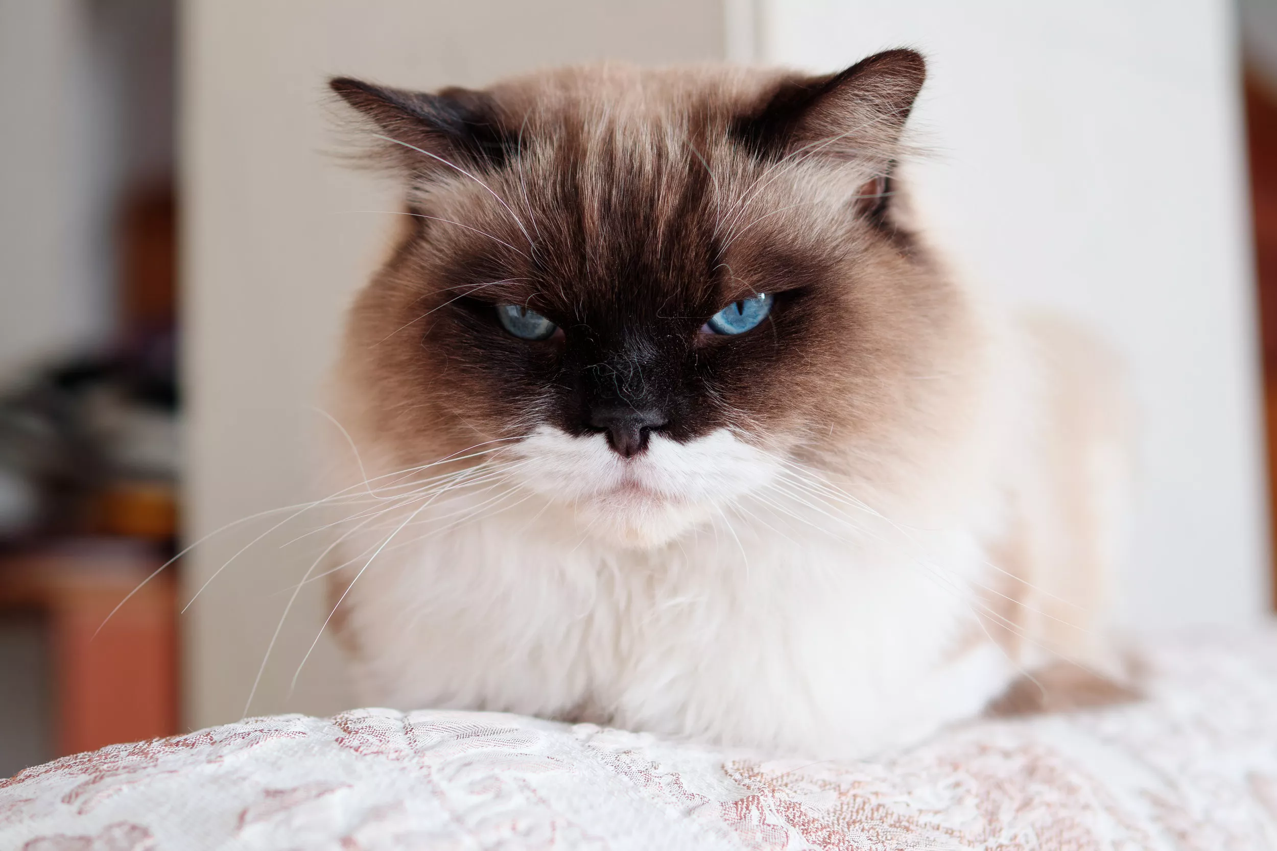 Cat Gives Terrifying Look After Finding Empty Food Tray: 'Start Hiding' - Vimarsana News