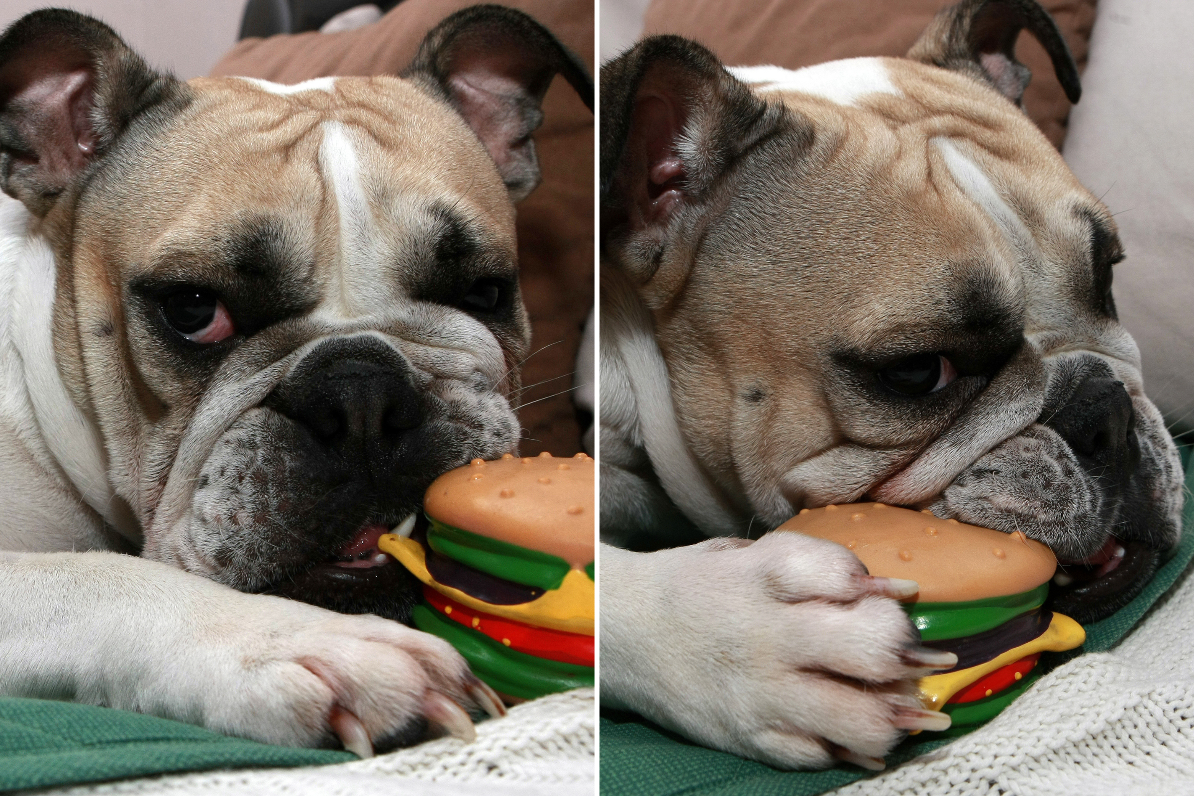 Internet Obsessed With Dog Who Can’t Get Enough of McDonald’s: ‘The Cheese’