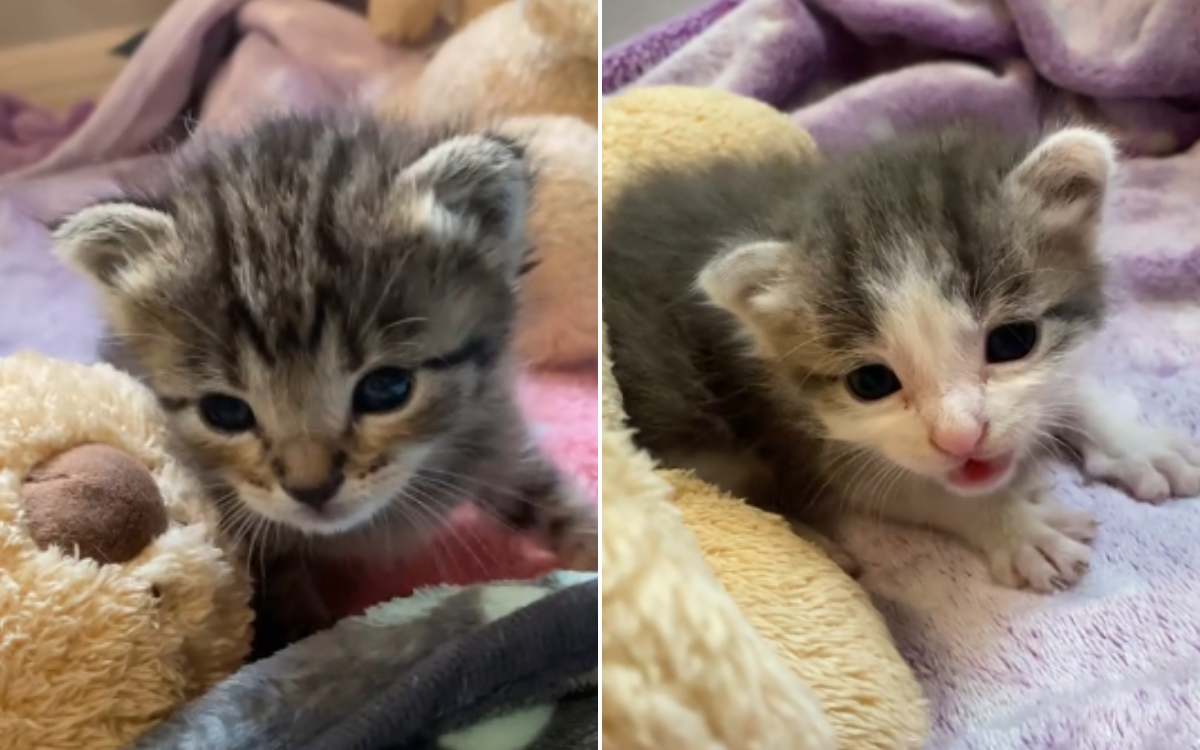 Woman Rushes to Save Shelter Kittens 'An Hour' Away From Being ...