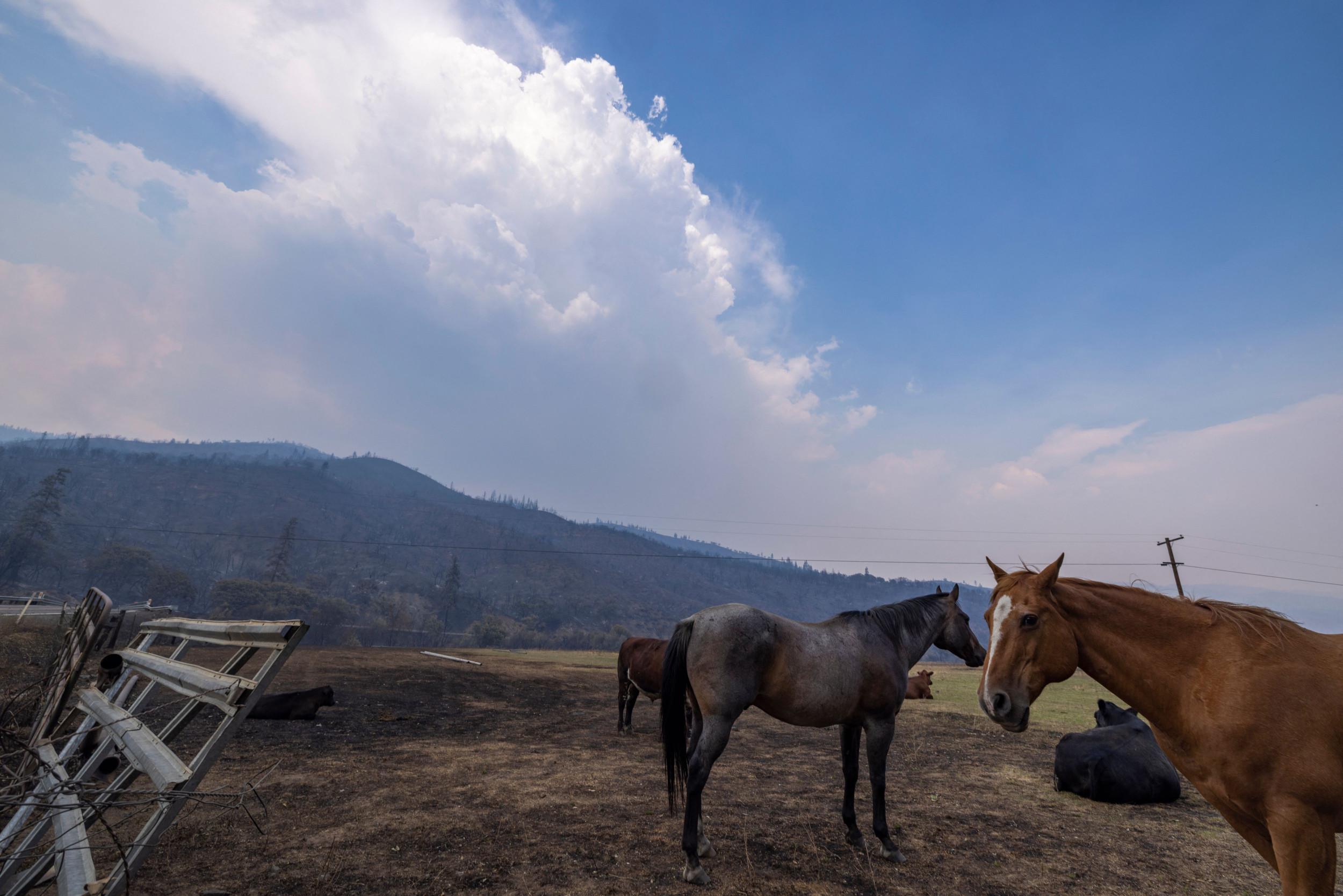 Trailer Filled With Horses Crashes While Fleeing California Wildfire