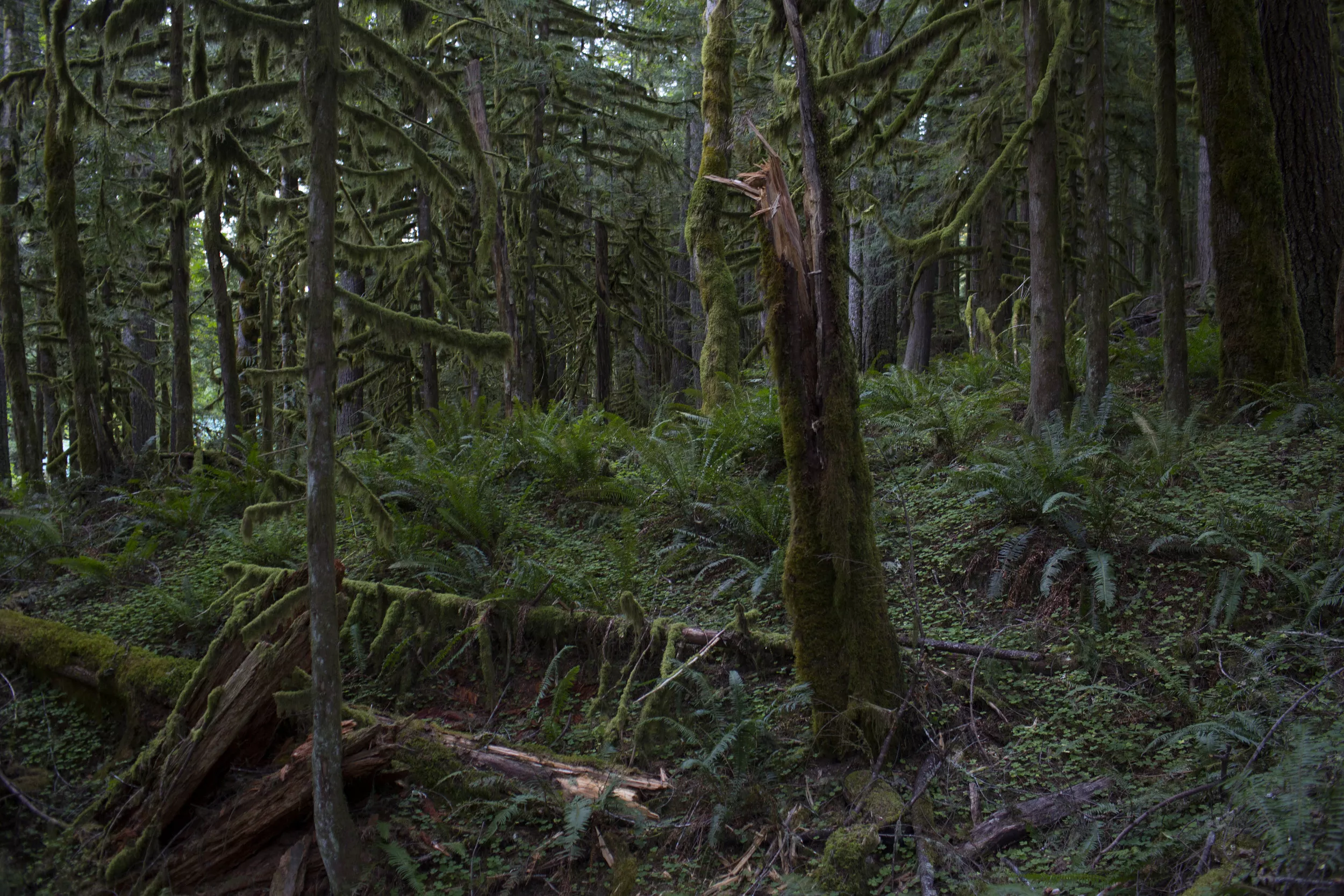 Fifteen Years Later—Justice for a Sacred Site - Vimarsana News