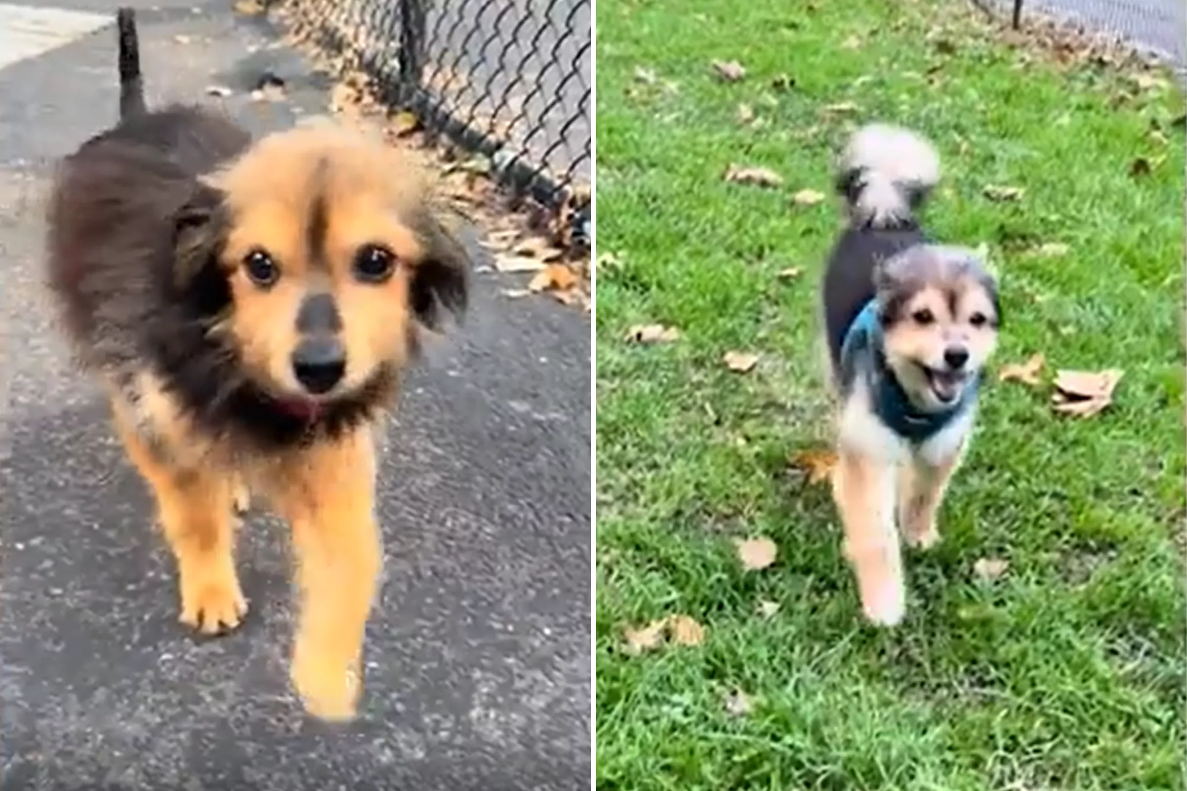 Watch Senior Rescue Dog's Amazing 'Glow Up' Just Four Months After Adoption - Vimarsana News