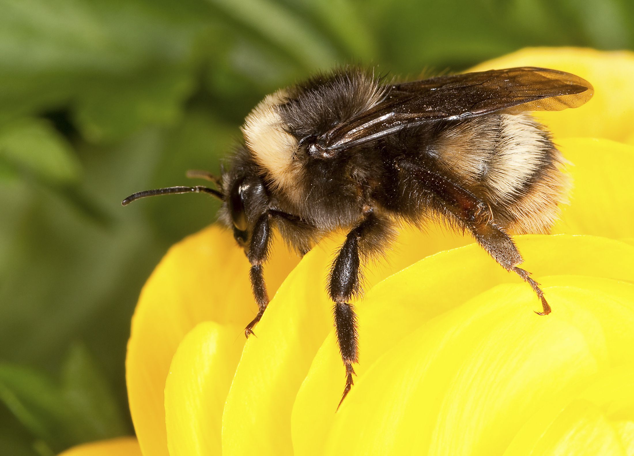 Western Bumble Bee