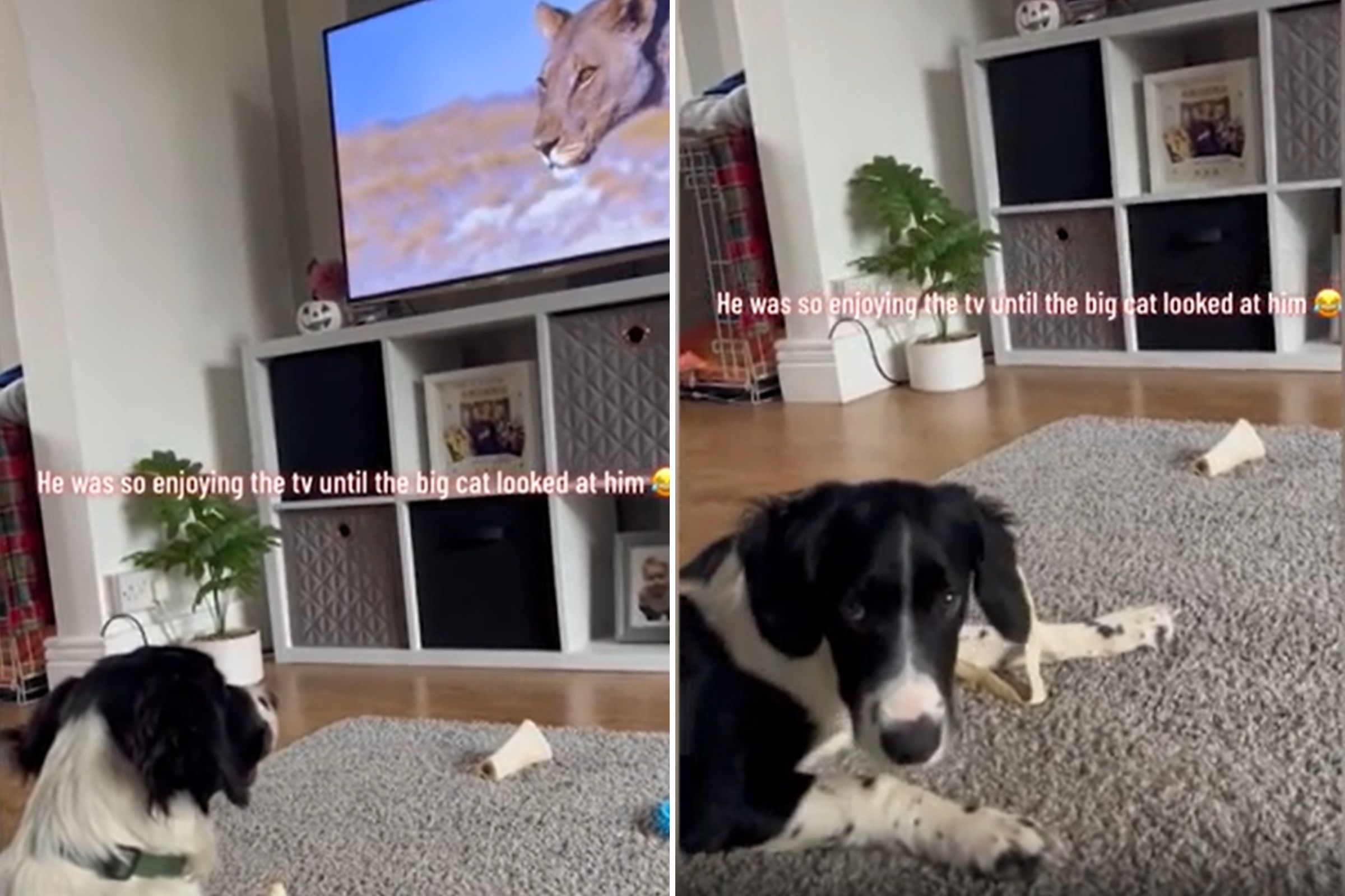 Videos for dogs to watch on tv hot sale