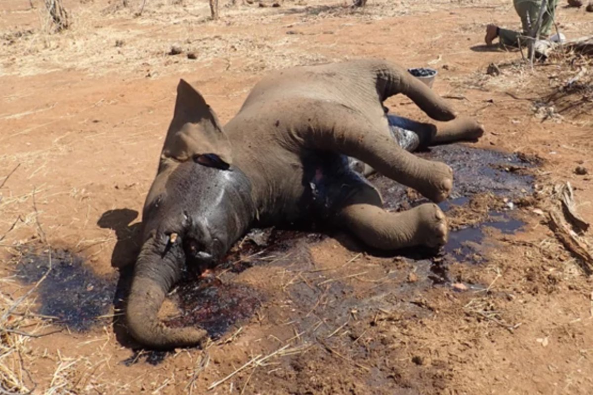 dead elephant africa