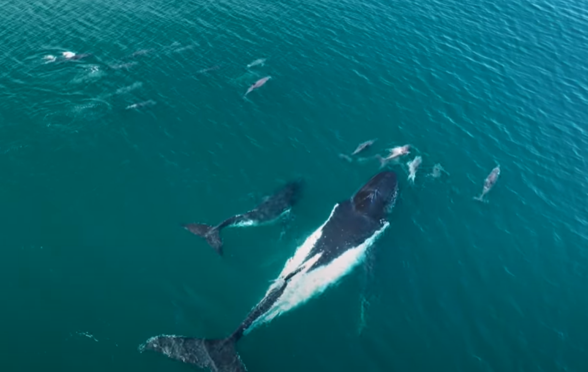 Humpback whales and dolphins