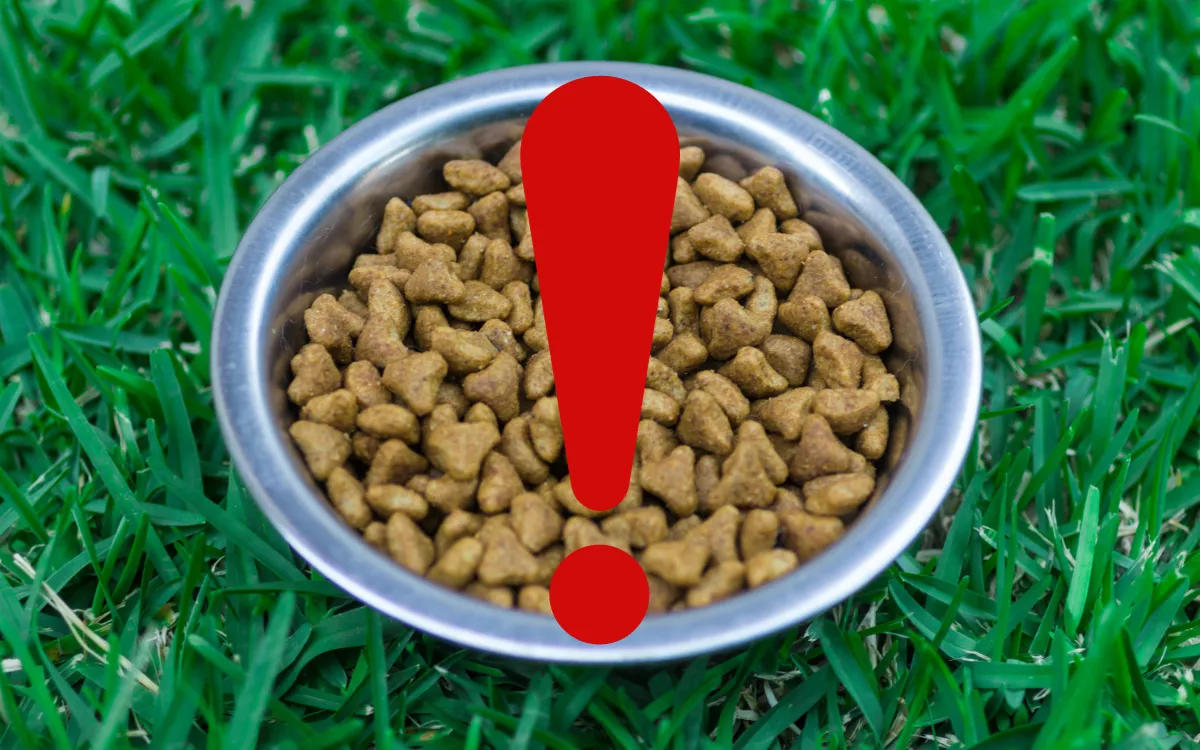 Fresh FDA Recall as Salmonella Found in New Brand of Dog Food